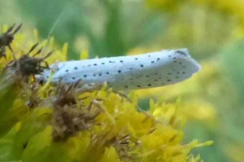 Yponomeuta evonymella